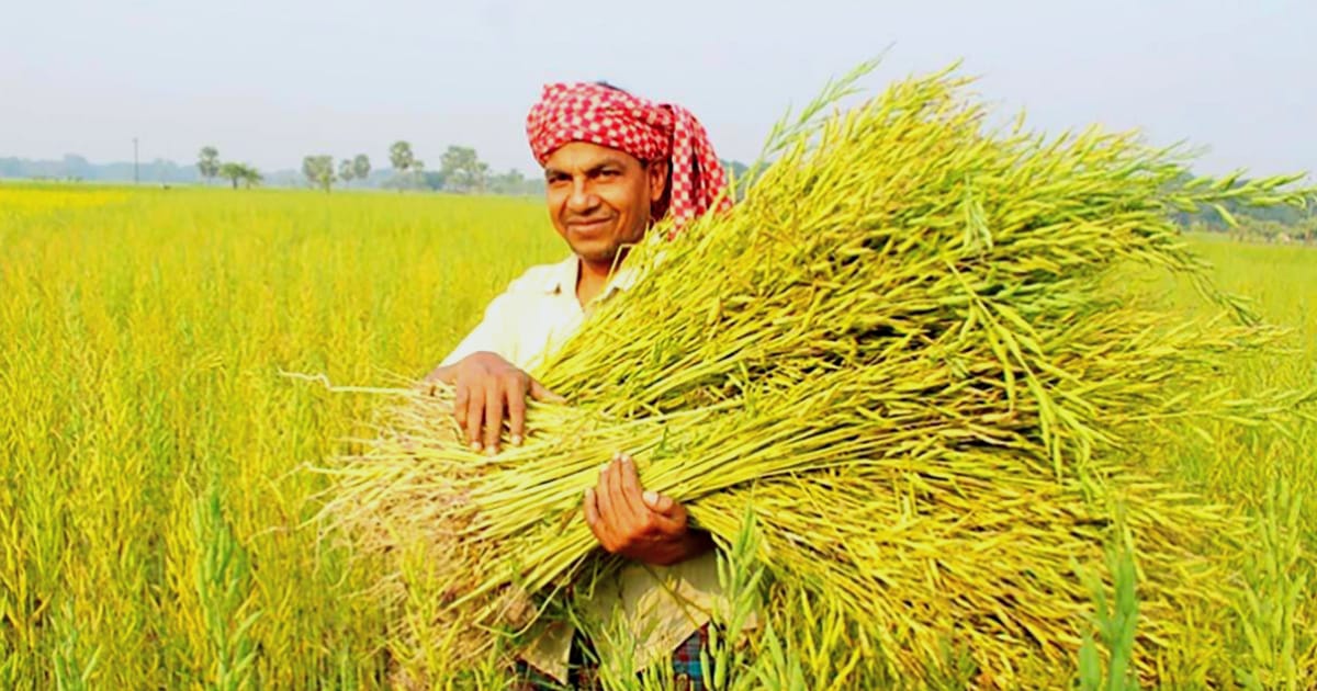 তাড়াশের চলন বিলে সরিষার বাম্পার ফলন,কৃষকের মুখে স্বস্তির হাসি