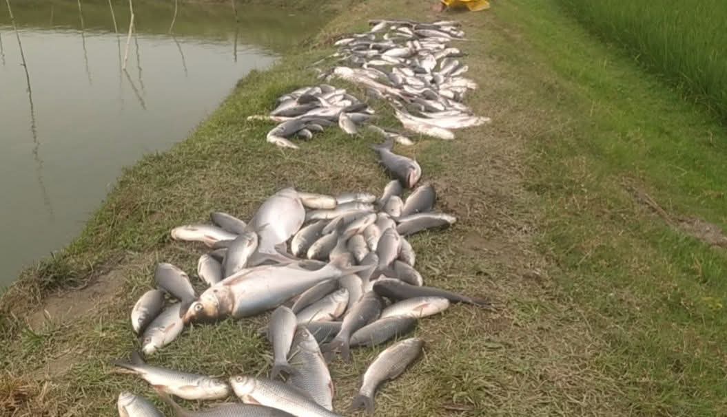 সলঙ্গায় পুকুরে বিষ প্রয়োগের মাধ্যমে মাছ মারার অভিযোগ